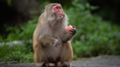 albino-monkey.net travel archives​