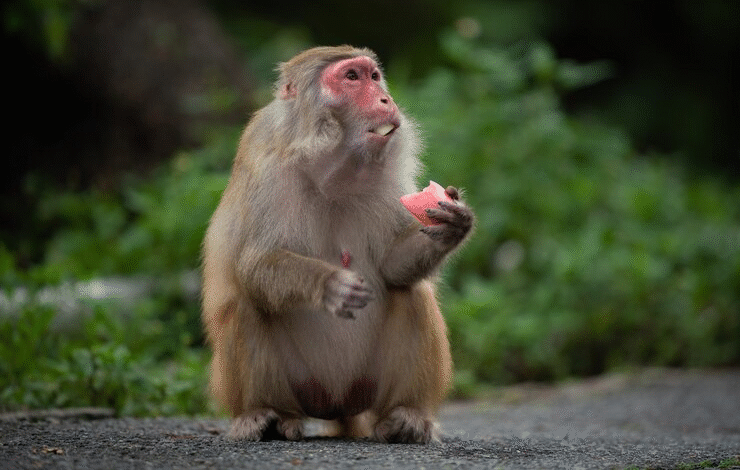 albino-monkey.net travel archives​